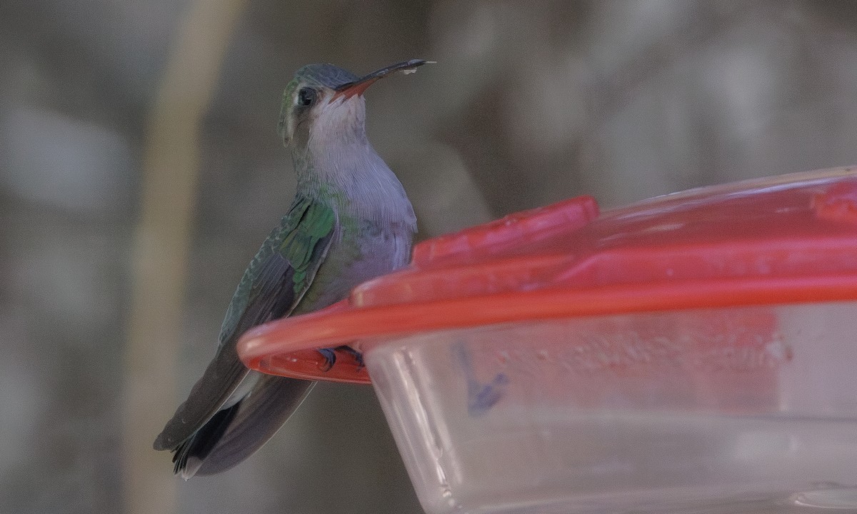 Broad-billed Hummingbird - Steve Kelling