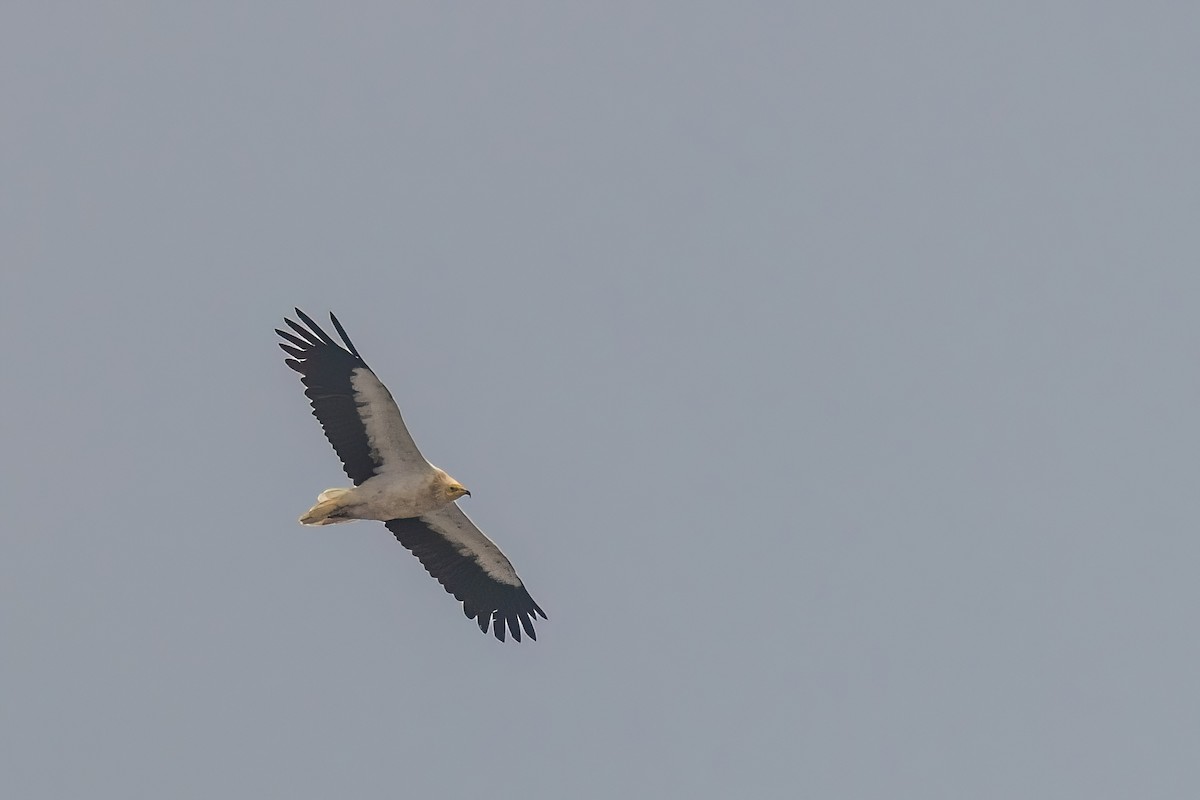 Egyptian Vulture - Jaap Velden