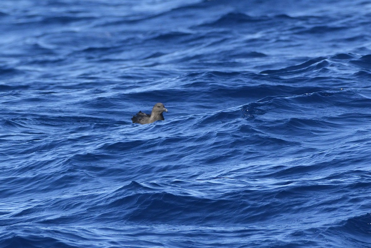 South Polar Skua - Carlos Alberto Ramírez