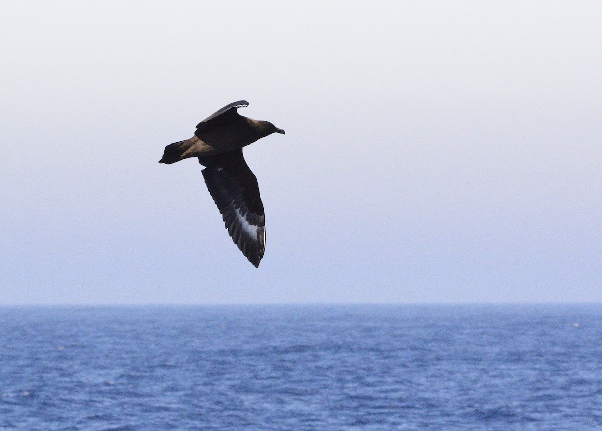 South Polar Skua - Carlos Alberto Ramírez