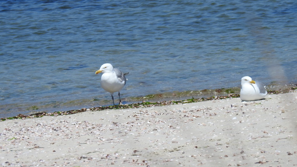 Herring Gull - Anca Vlasopolos