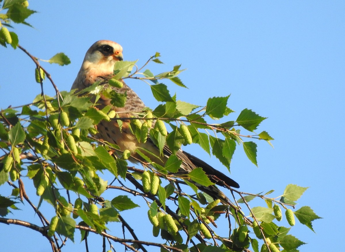 Red-footed Falcon - Antoni Ostoja-Lniski