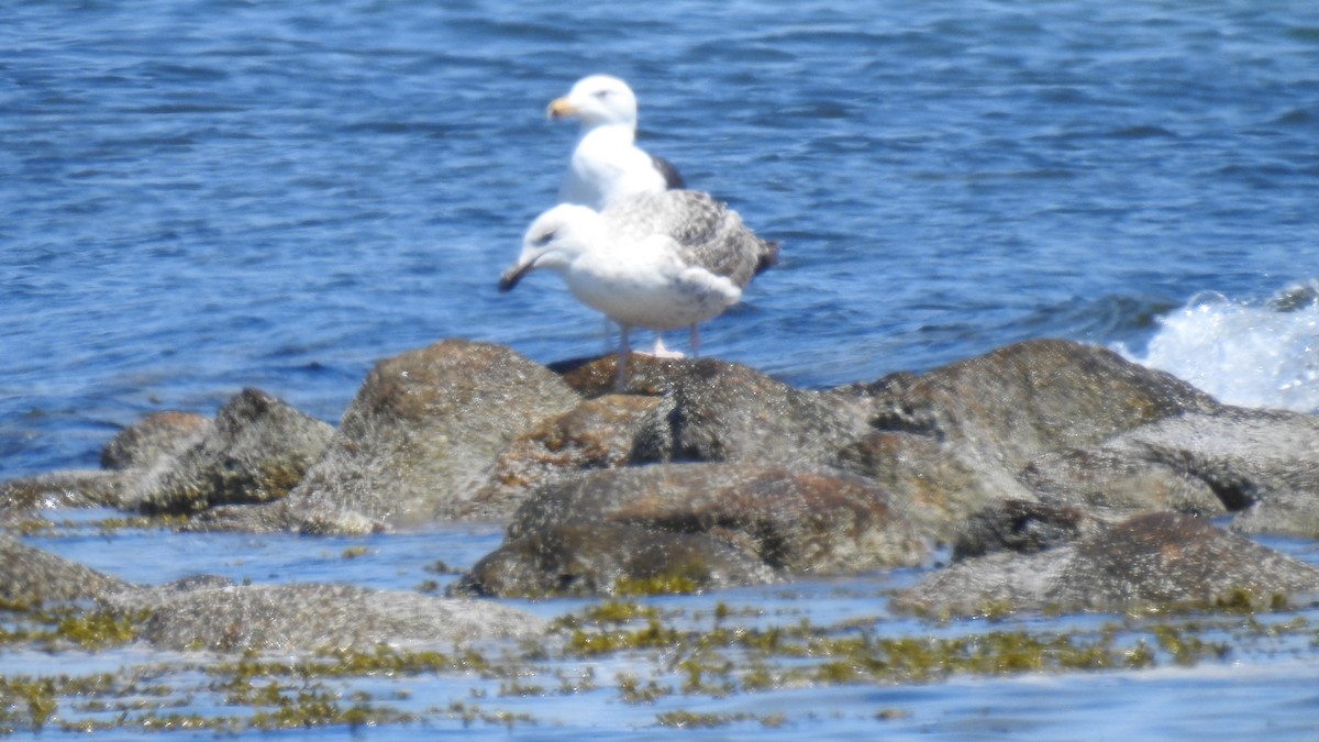 Great Black-backed Gull - Anca Vlasopolos