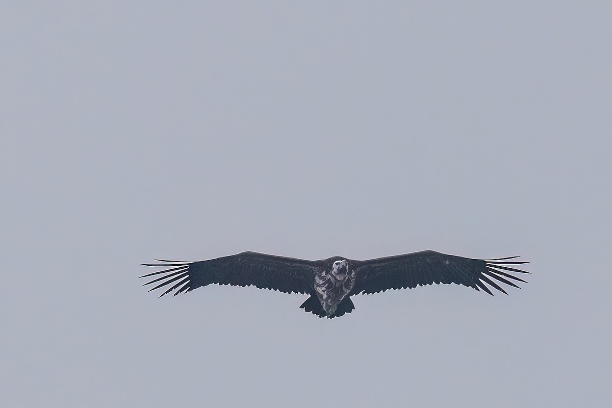 Lappet-faced Vulture - Jaap Velden