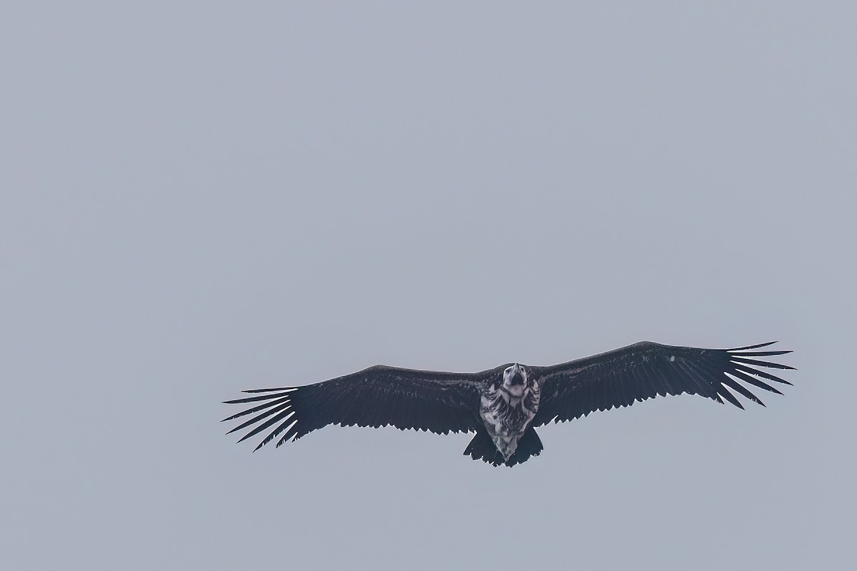 Lappet-faced Vulture - Jaap Velden