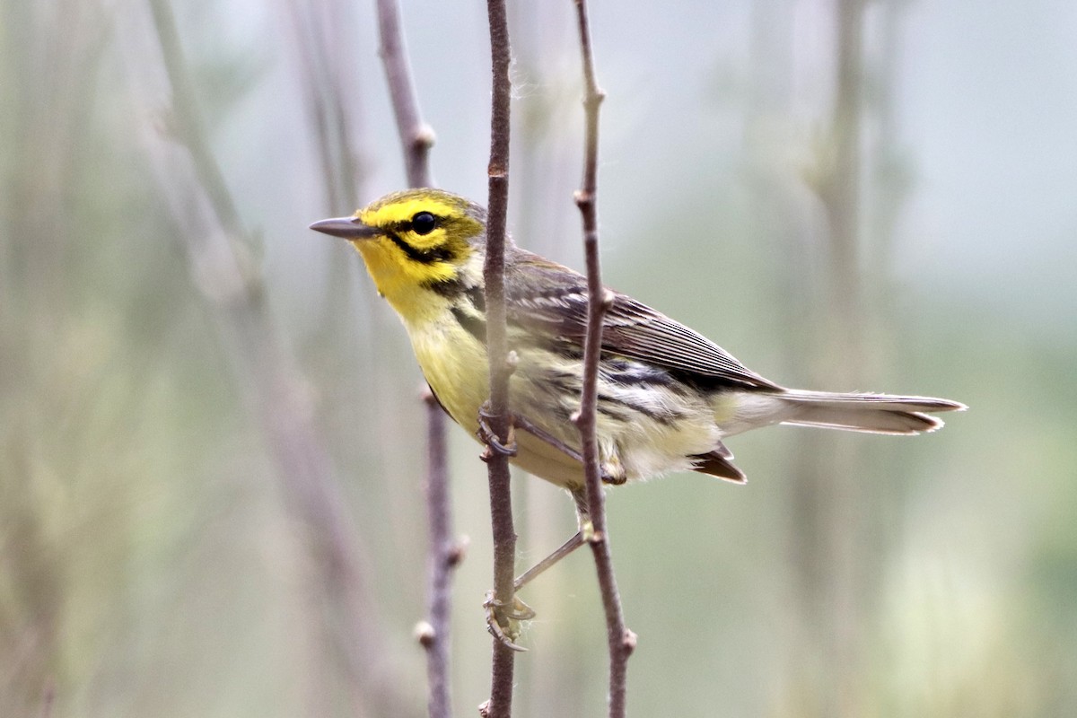 Prairie Warbler - Tom Thaller