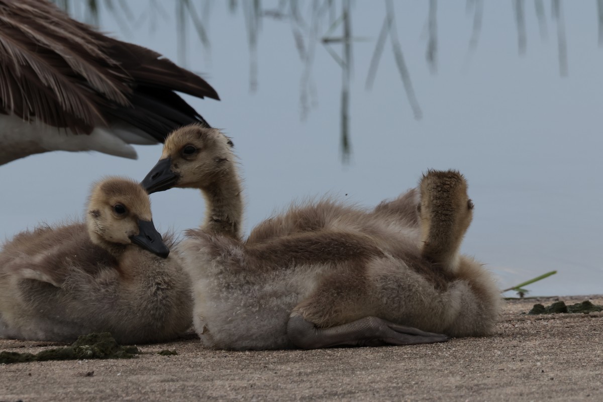 Canada Goose - Otha Savage