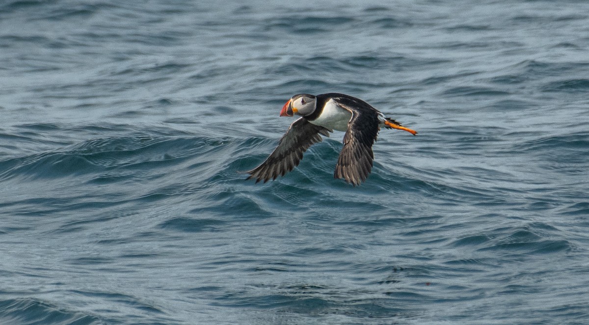 Atlantic Puffin - Theo de Clermont