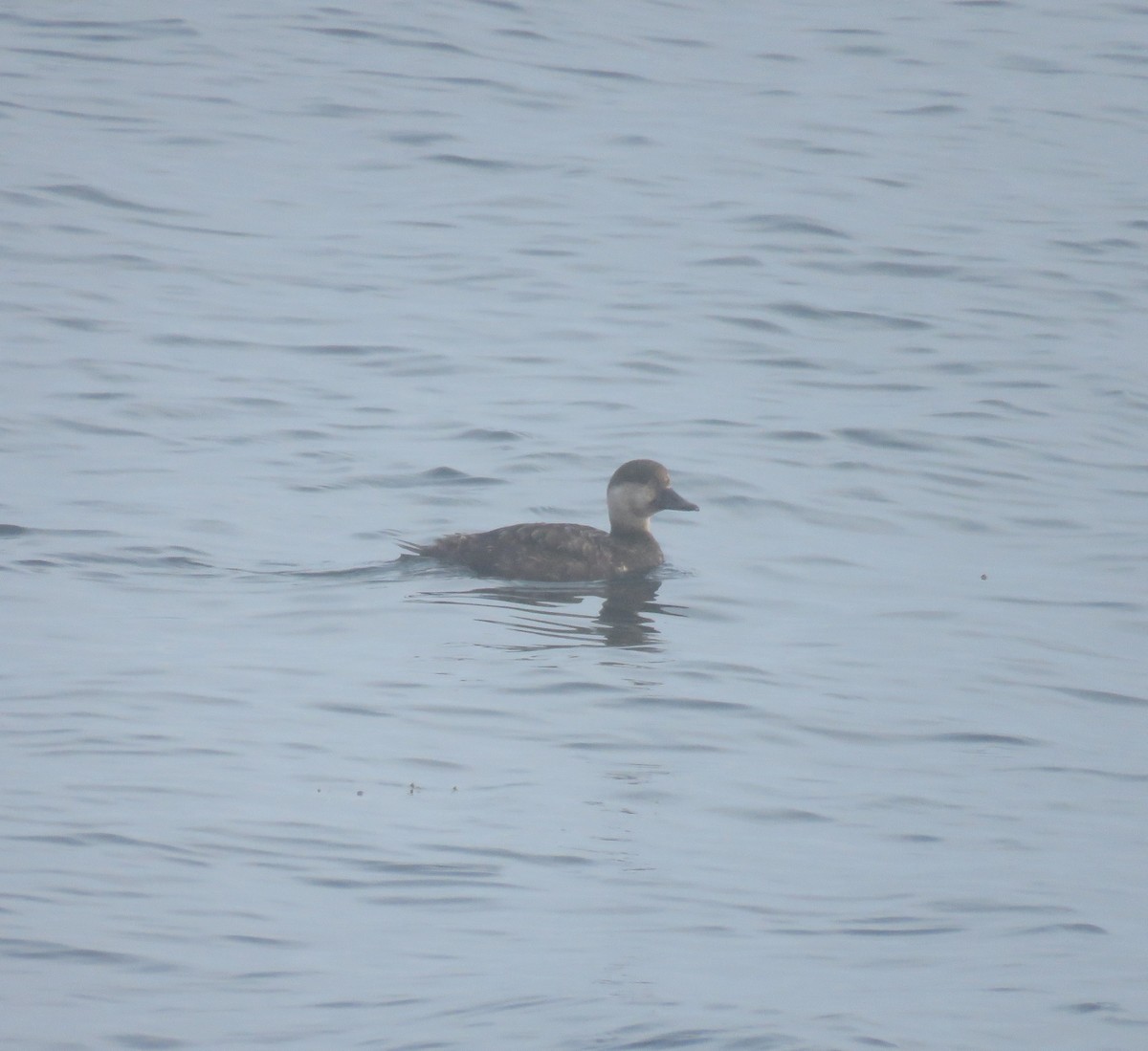 Black Scoter - Hannah Glass