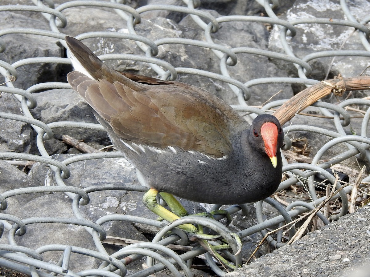 Eurasian Moorhen - ML619450594