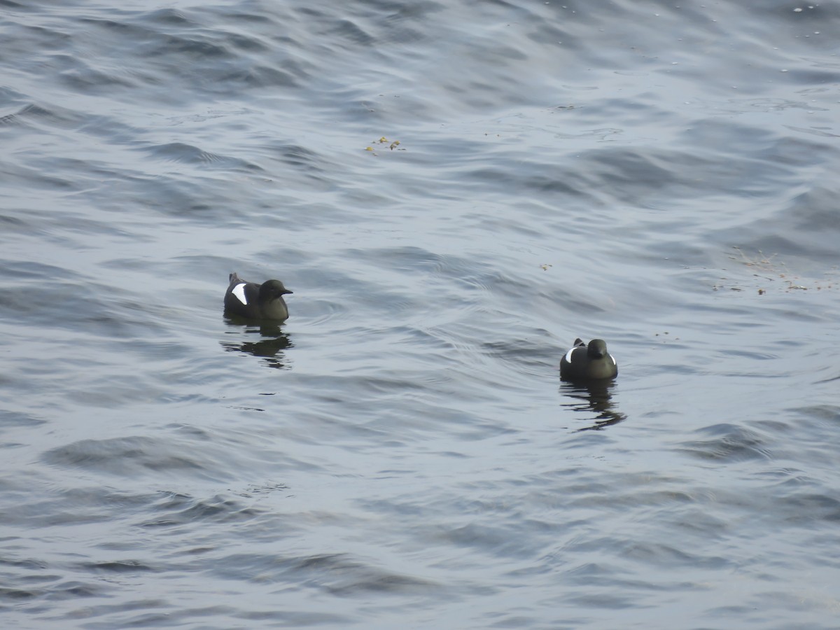 Black Guillemot - Hannah Glass