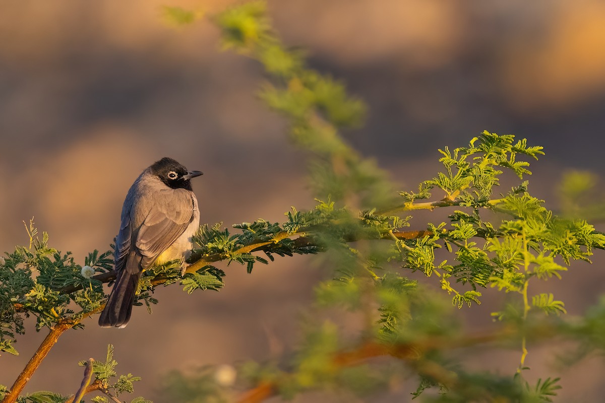 White-spectacled Bulbul - Jaap Velden