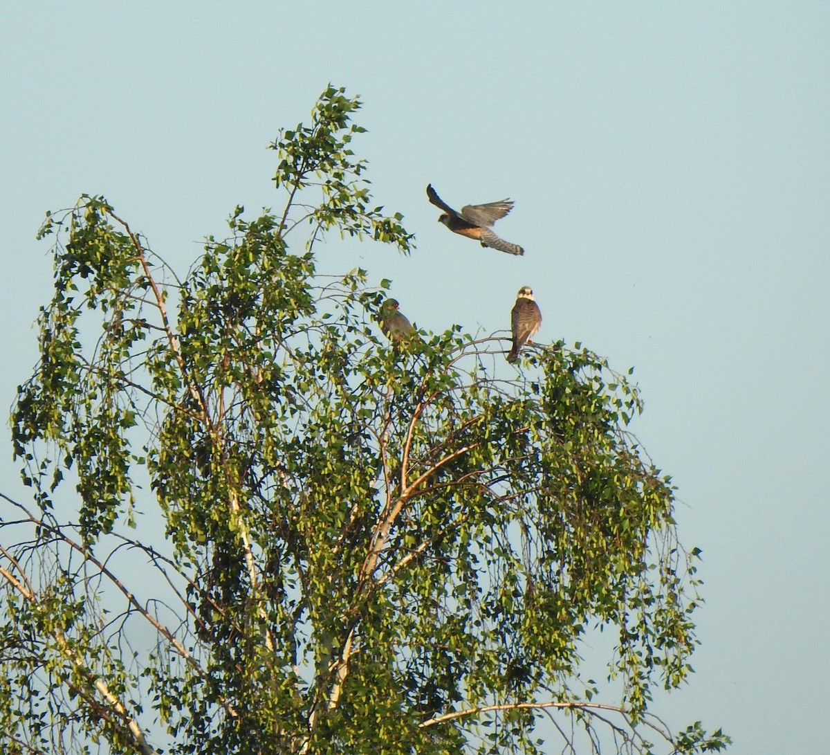 Red-footed Falcon - Antoni Ostoja-Lniski