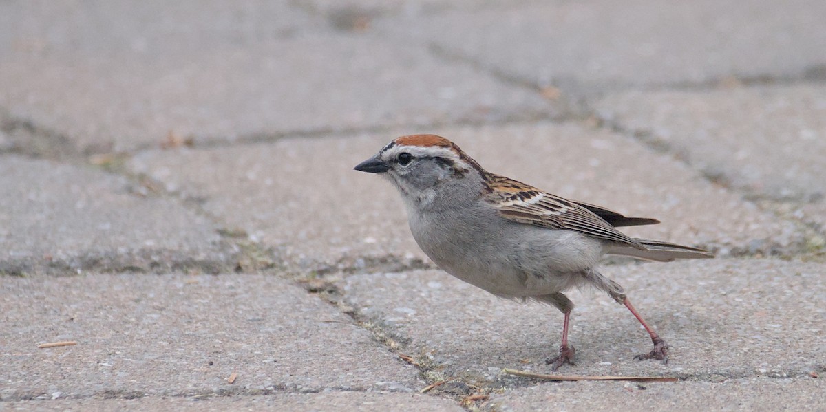 Chipping Sparrow - ML619450615