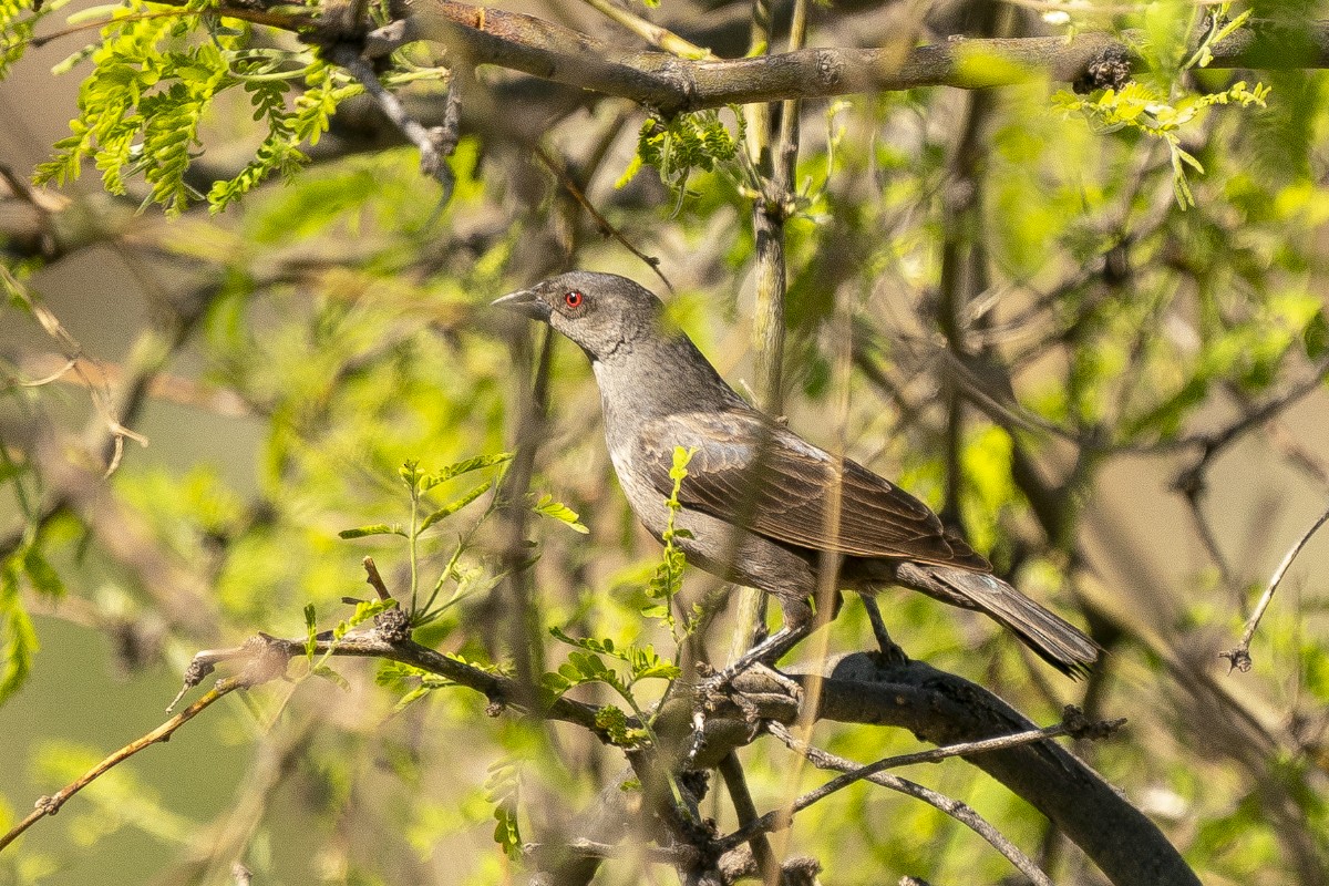 Bronzed Cowbird - Slawomir Dabrowski