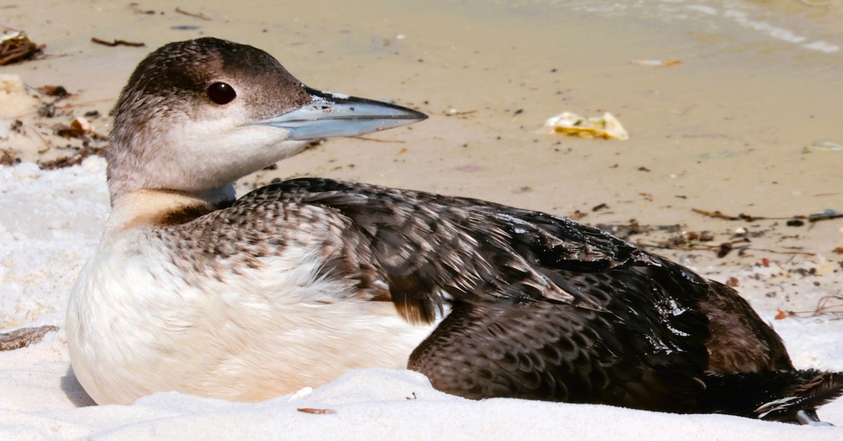 Common Loon - Otha Savage