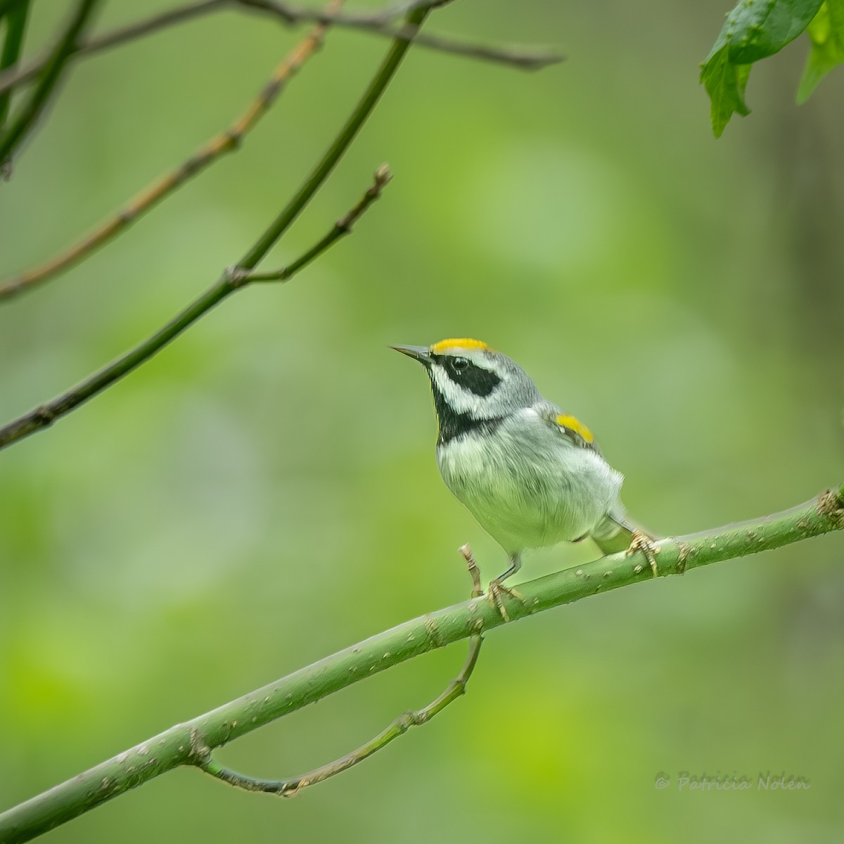 Golden-winged Warbler - Patricia Nolen