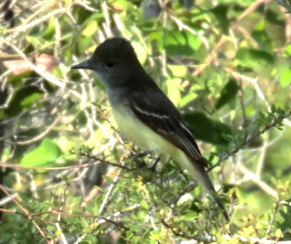 Great Crested Flycatcher - Otha Savage