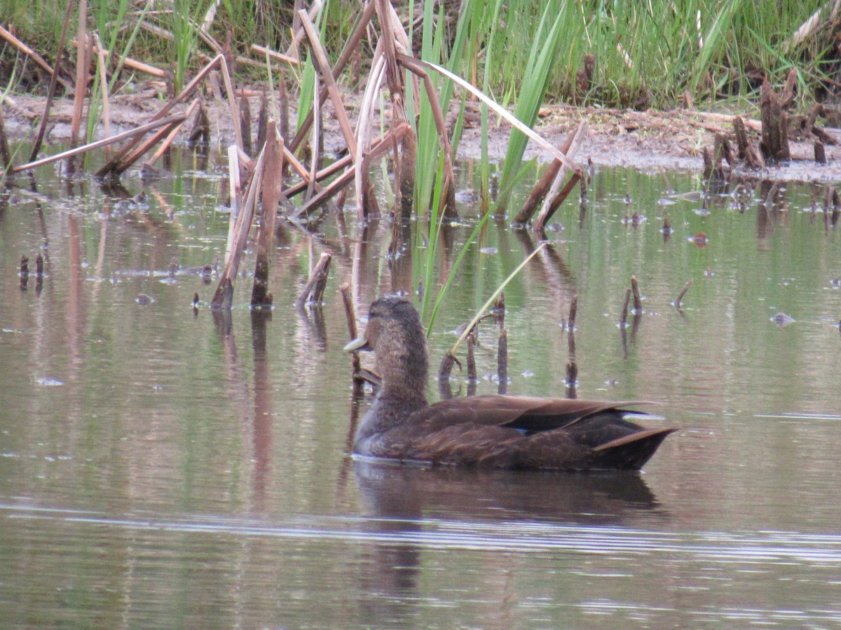 American Black Duck - Marina Bourque