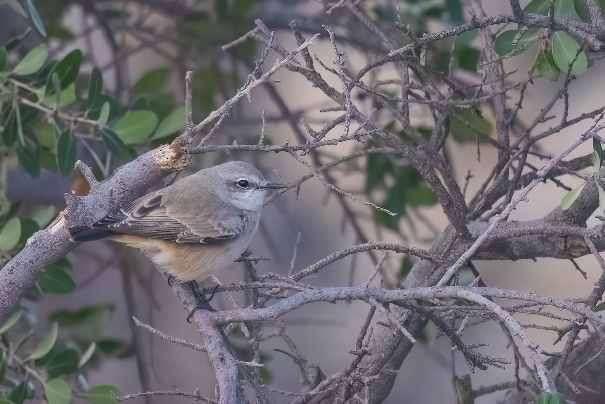 Persian Wheatear - ML619450641