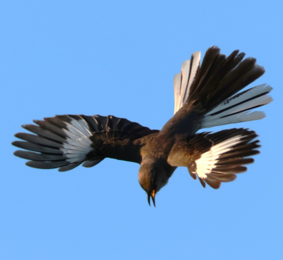 Northern Mockingbird - Otha Savage