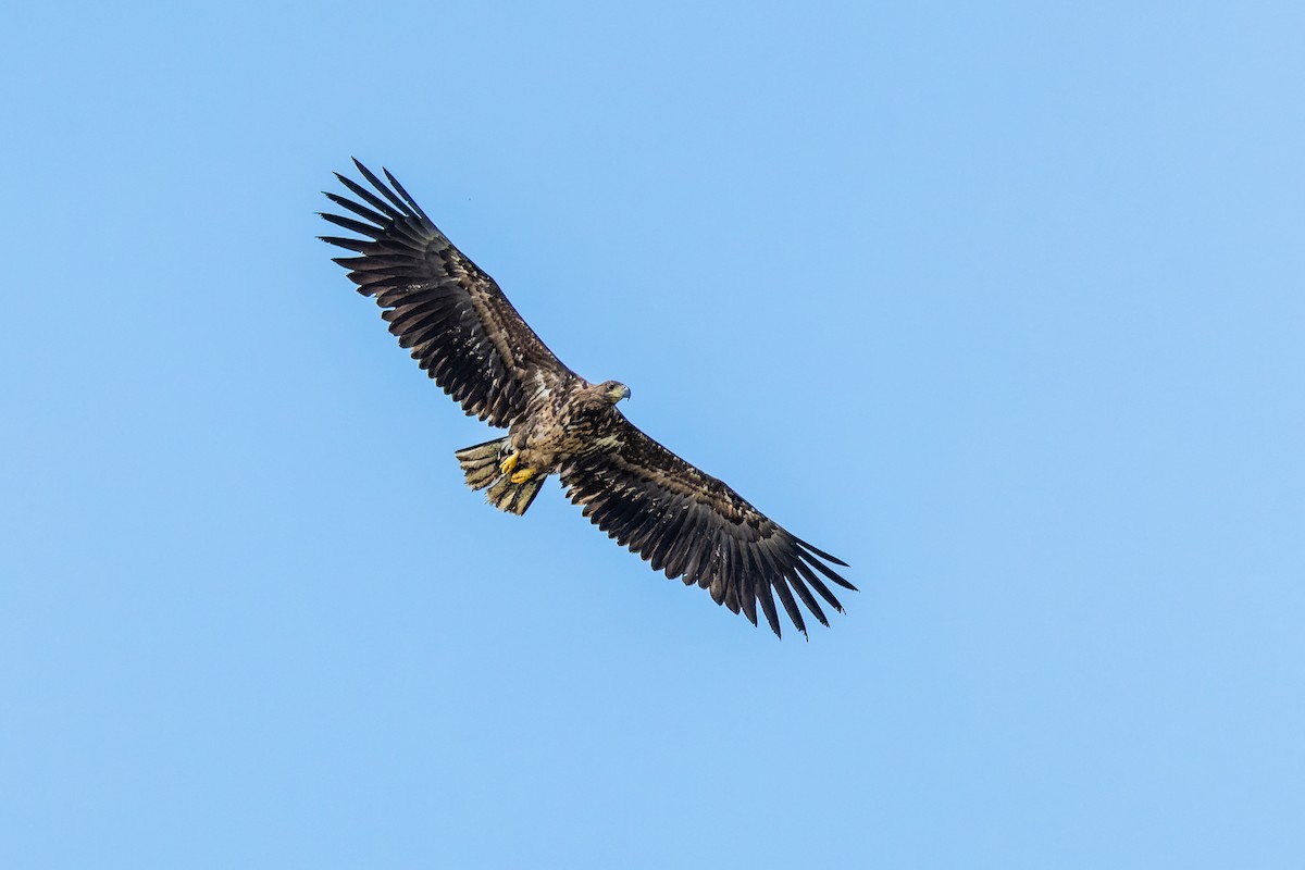 White-tailed Eagle - Gabi Uhrova