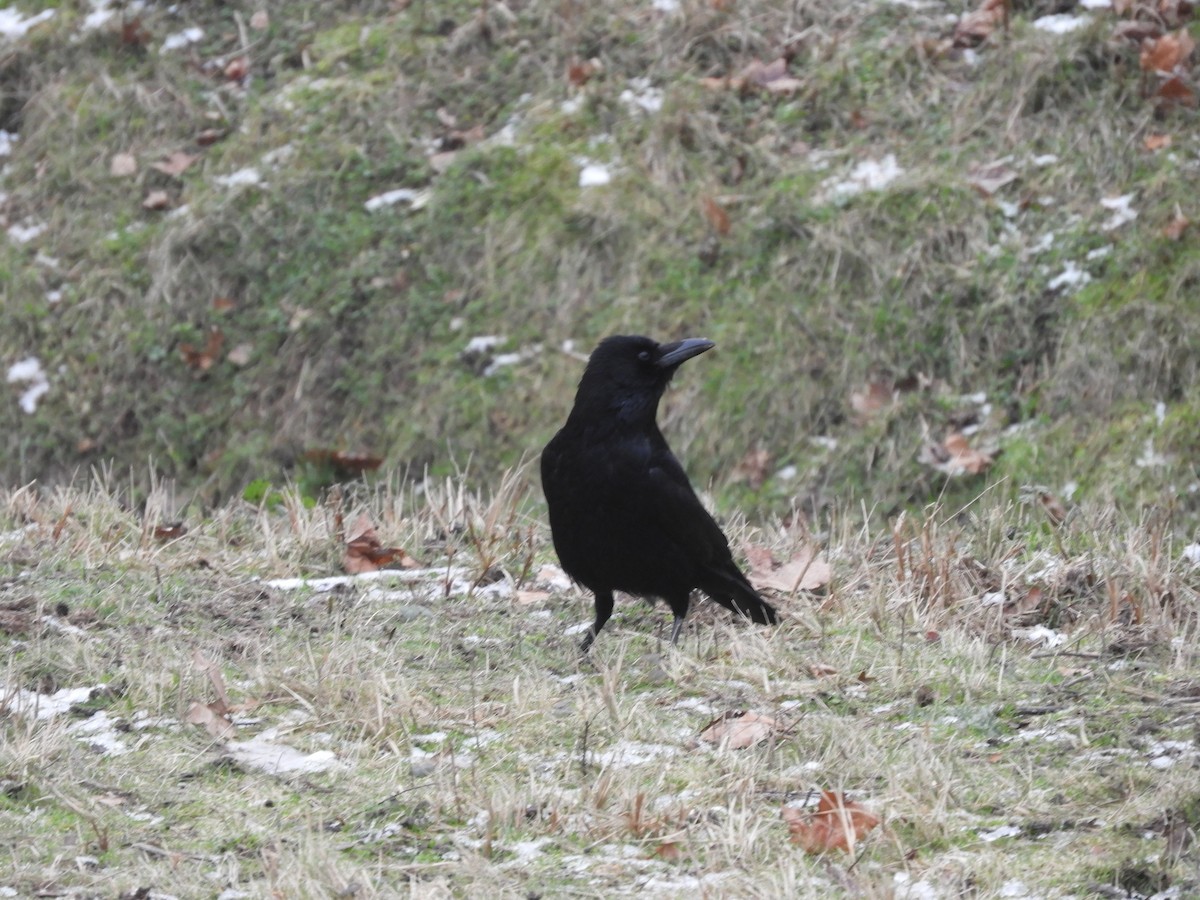 Carrion Crow - Mac  McCall