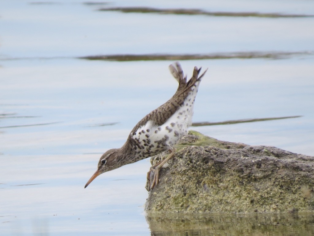 Spotted Sandpiper - Diana Werezak