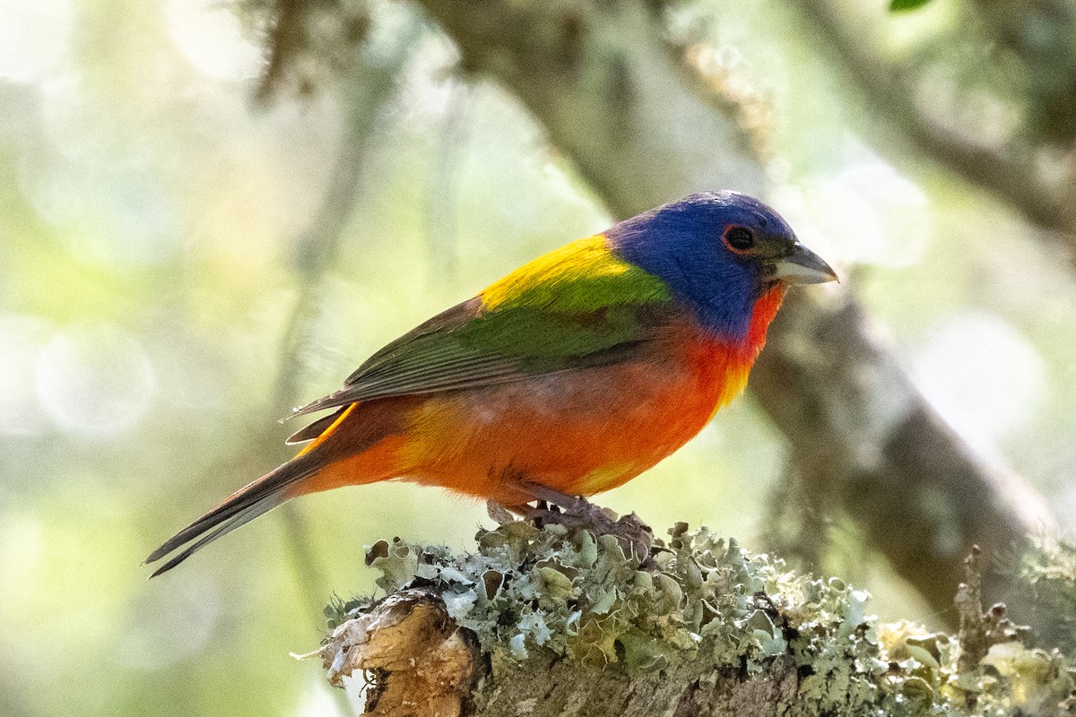 Painted Bunting - Mike Winck