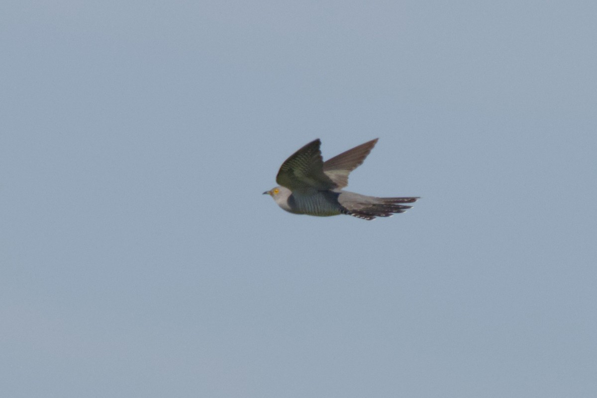 Common Cuckoo - Severin Uebbing