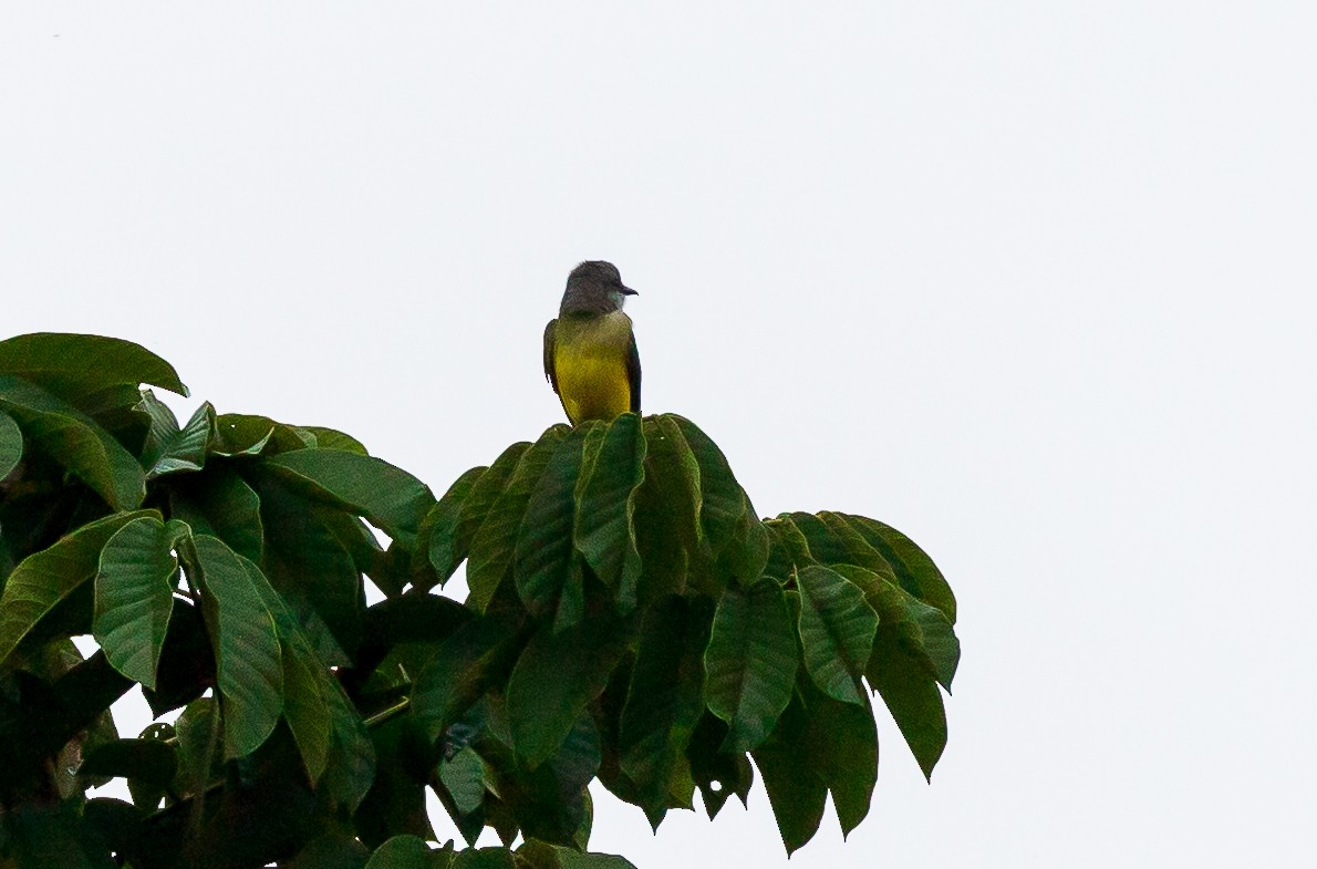 Tropical Kingbird - Andrew Cauldwell
