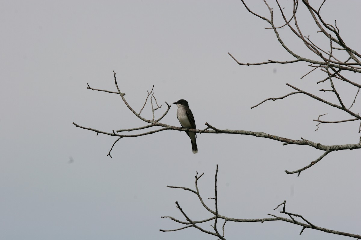 Eastern Kingbird - Micheline Roy