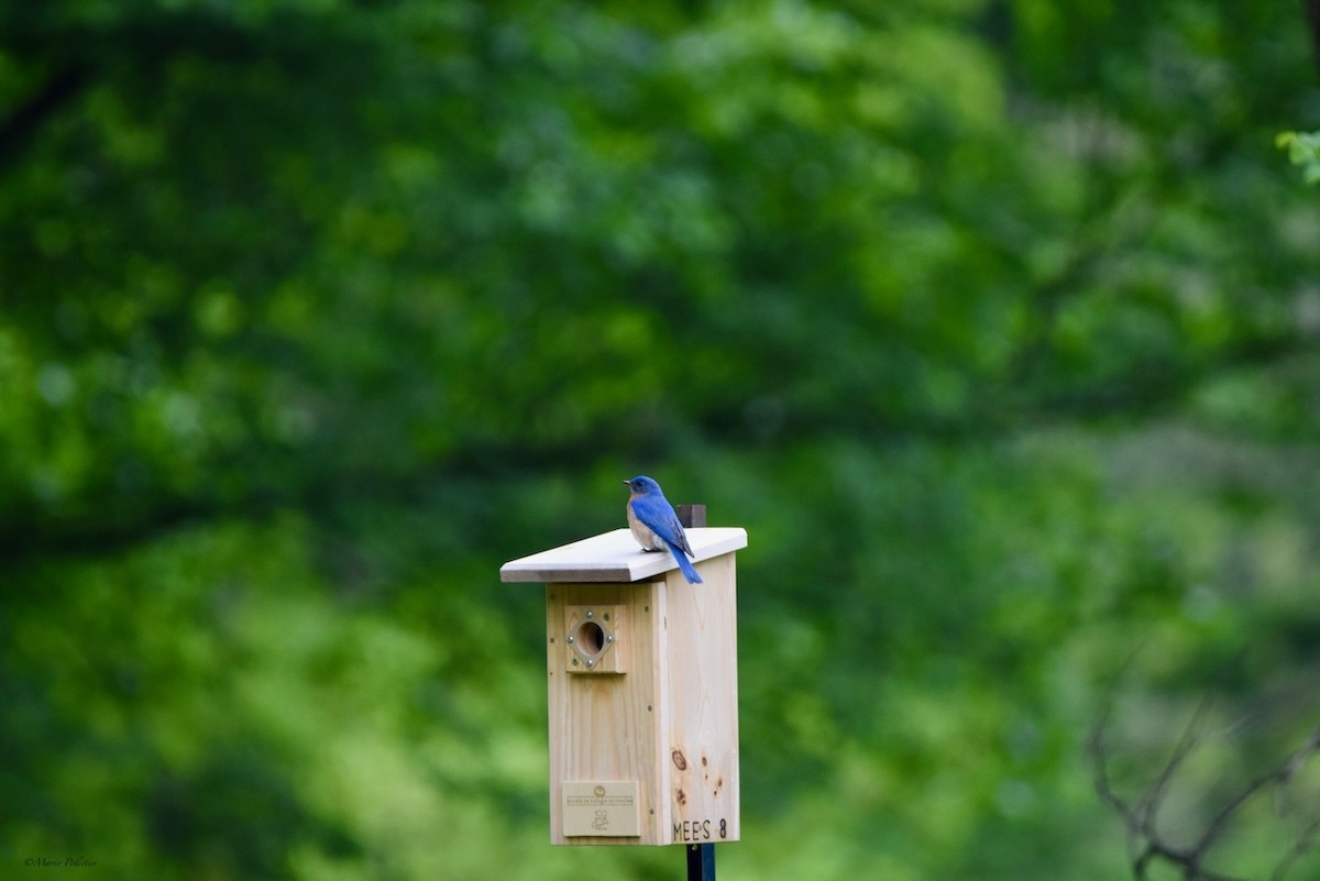 Eastern Bluebird - Mario Pelletier