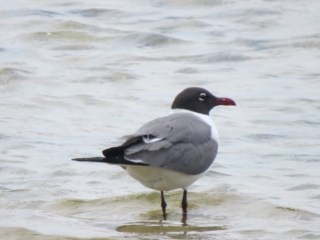 Laughing Gull - Diana Werezak