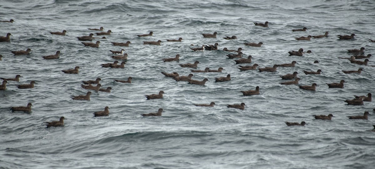 Sooty Shearwater - Theo de Clermont