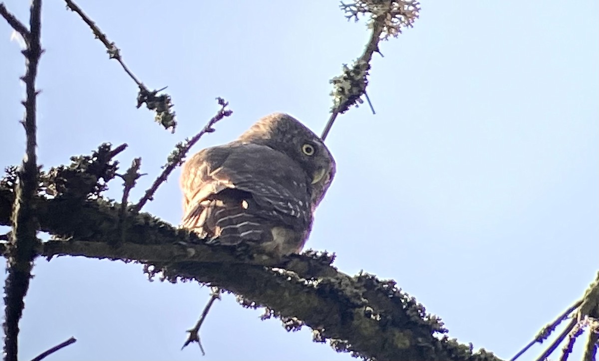 Eurasian Pygmy-Owl - Oriol Soler