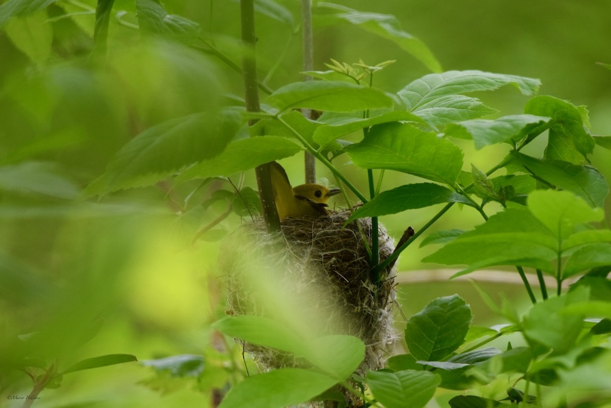 Yellow Warbler - Mario Pelletier