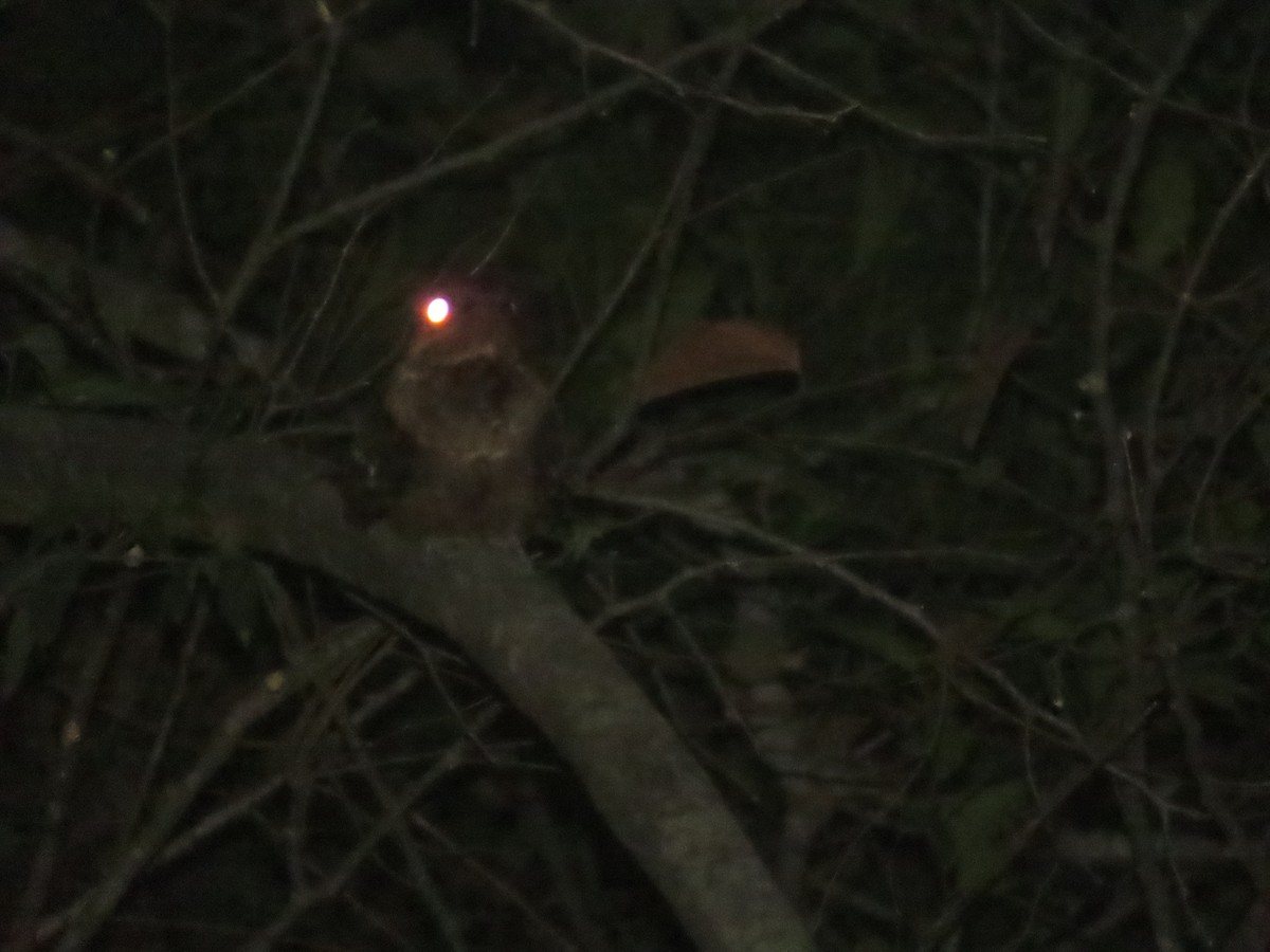 Large-tailed Nightjar - ML619450719