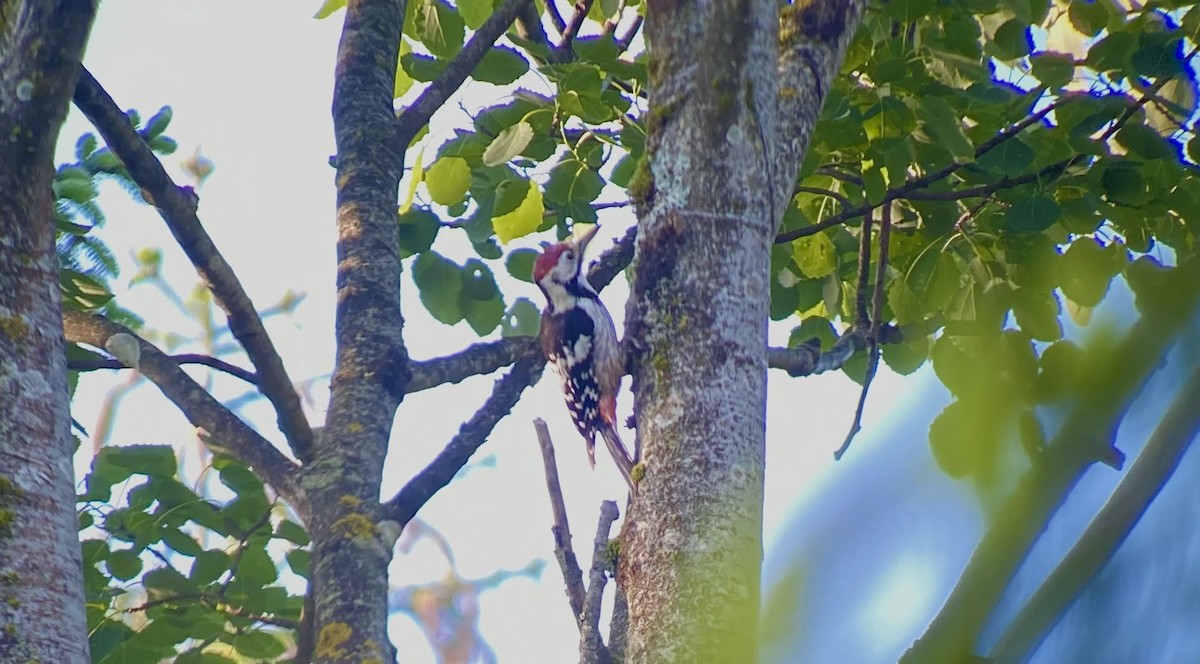 White-backed Woodpecker - Oriol Soler