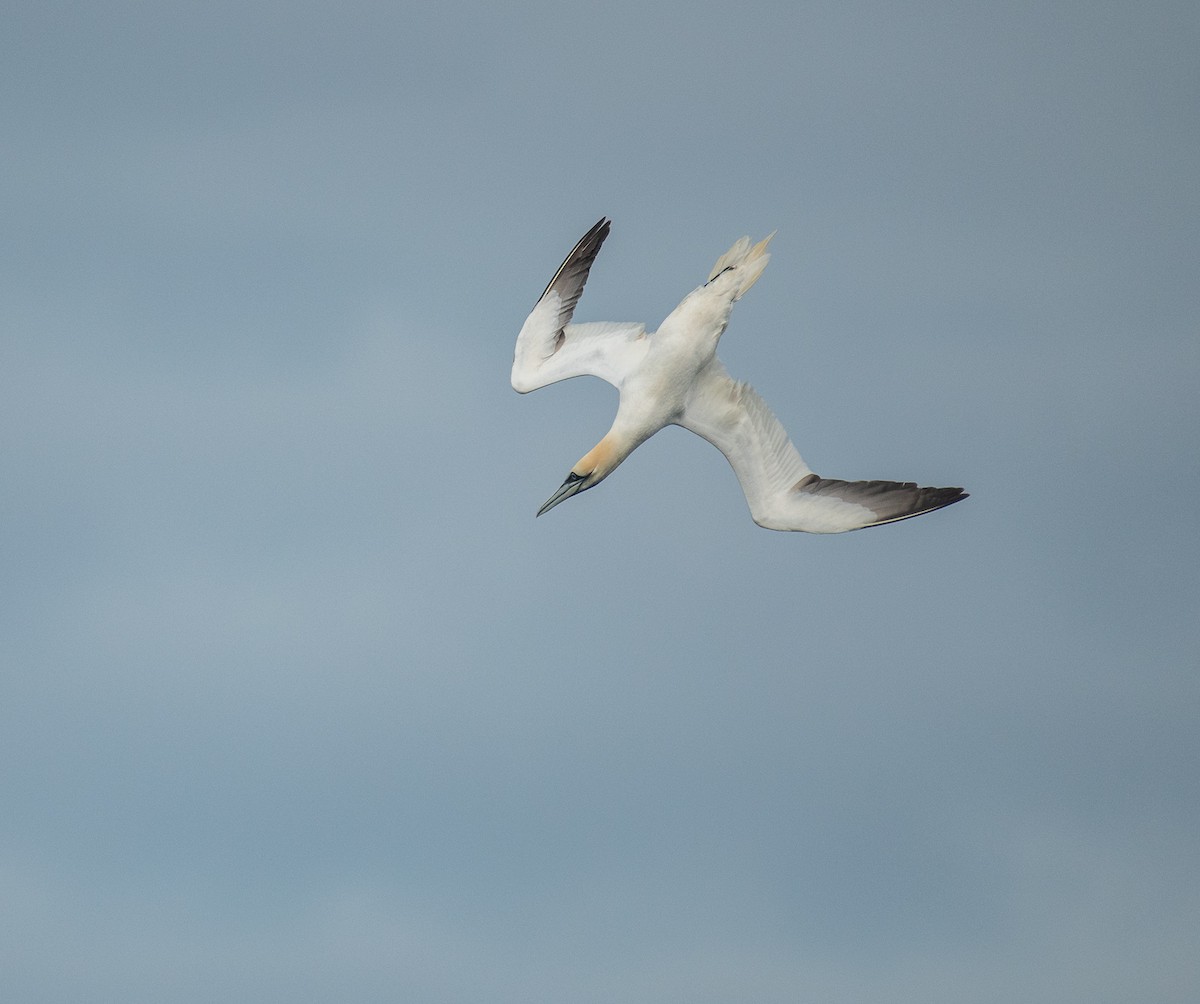 Northern Gannet - Theo de Clermont