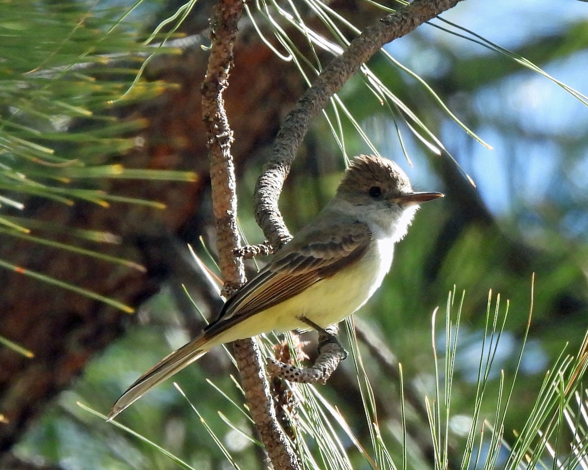 Dusky-capped Flycatcher - Tony Sullivan