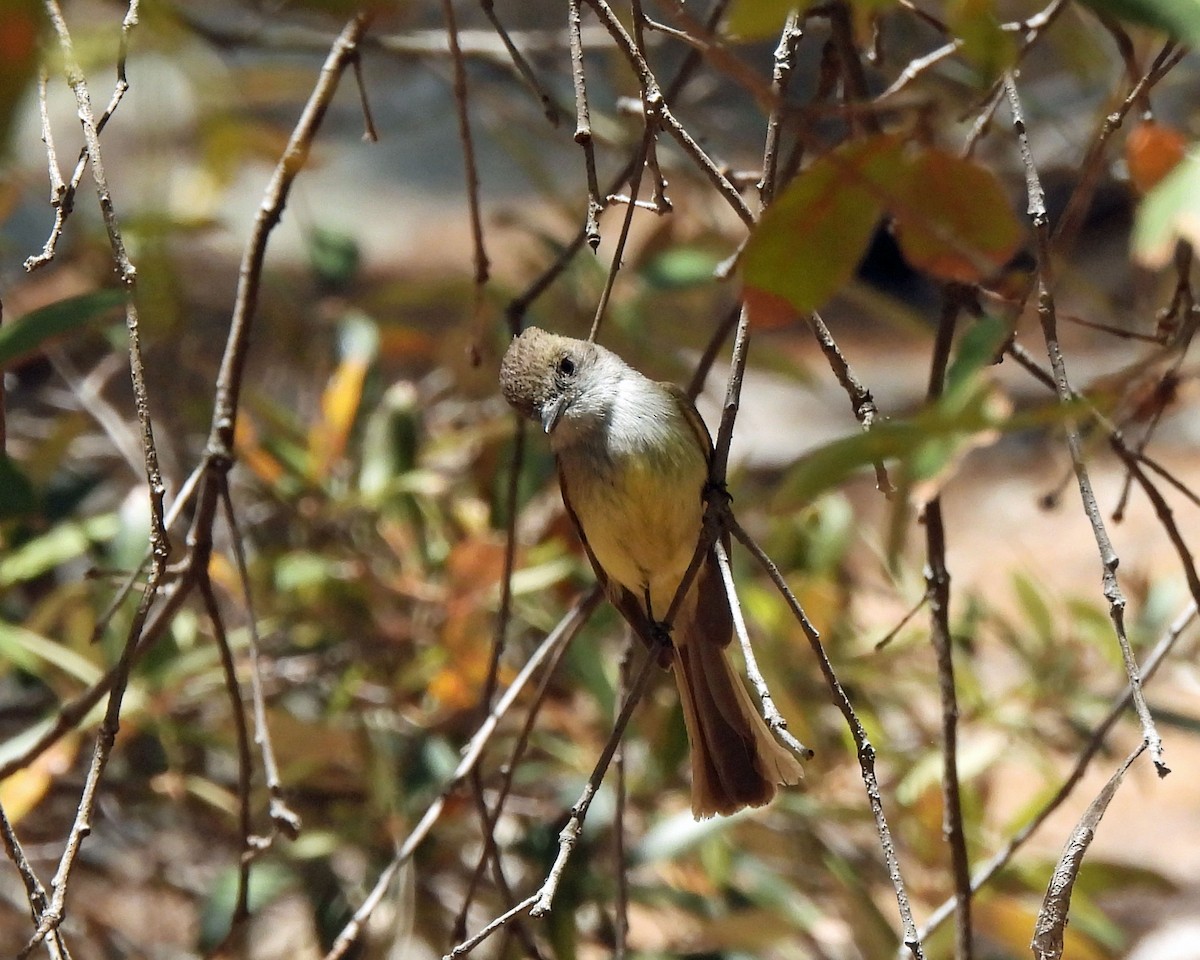 Dusky-capped Flycatcher - Tony Sullivan