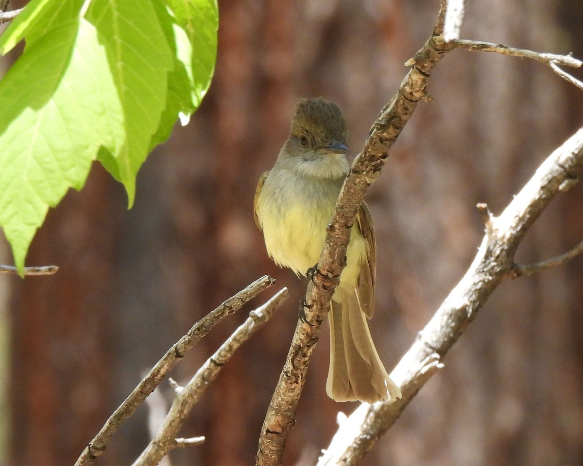 Dusky-capped Flycatcher - Tony Sullivan