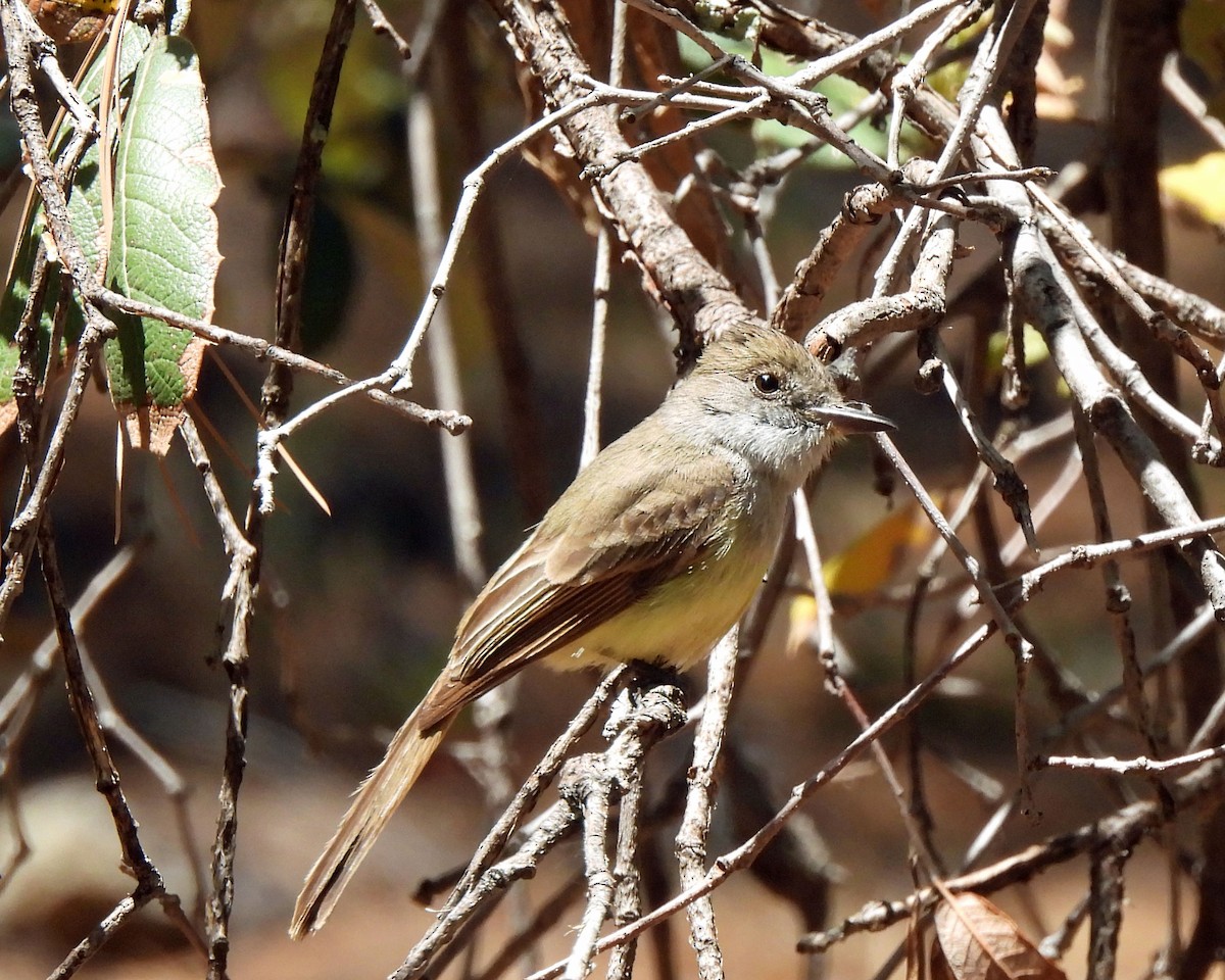 Dusky-capped Flycatcher - Tony Sullivan