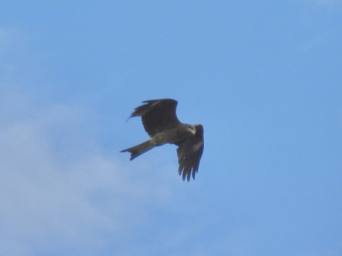 Black Kite - Craig Jackson