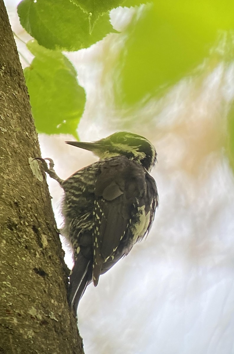 Eurasian Three-toed Woodpecker - Oriol Soler