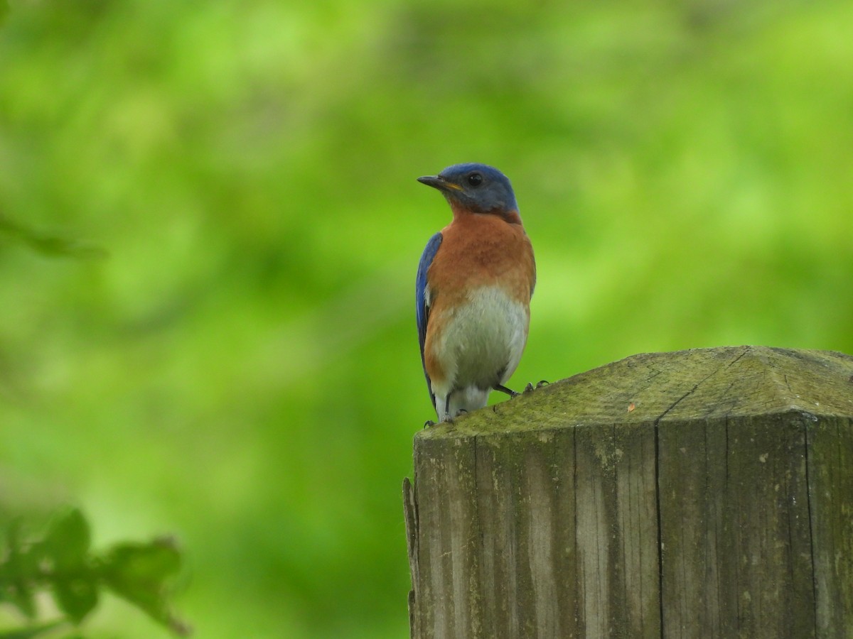 Eastern Bluebird - Sarah Taylor