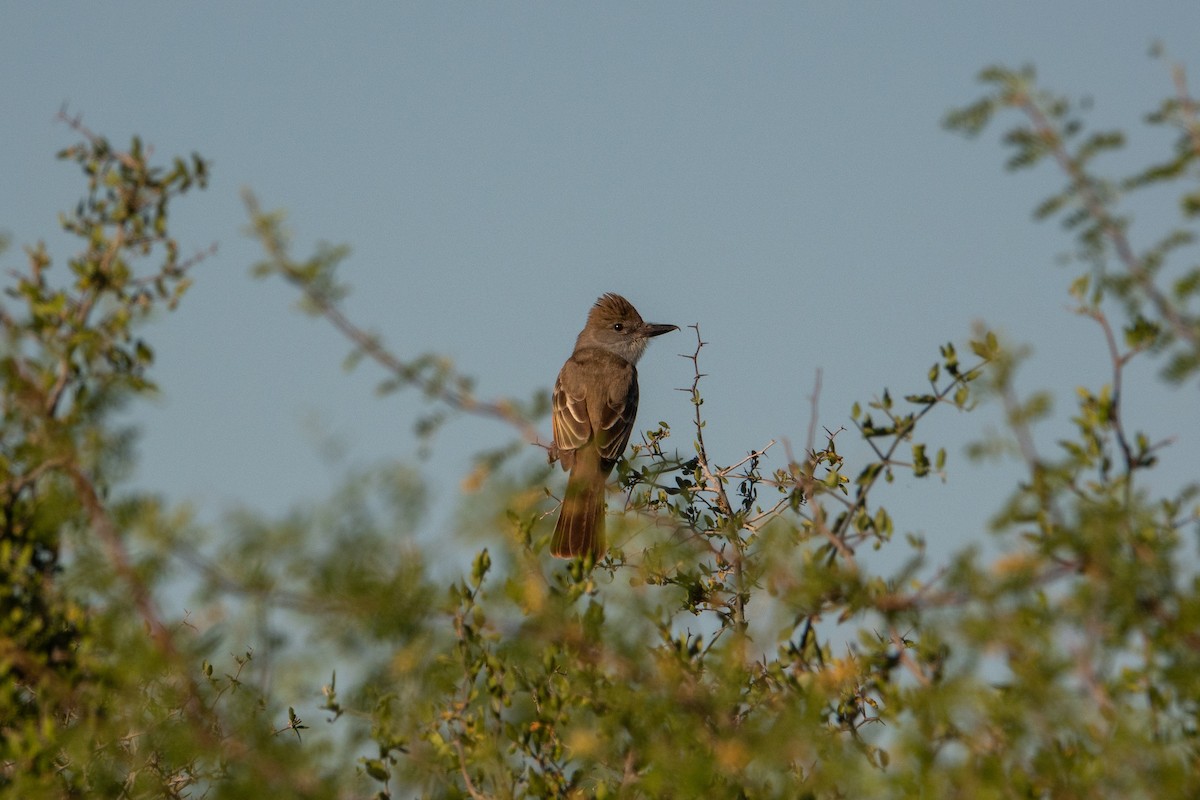 Brown-crested Flycatcher - Greg Halbach