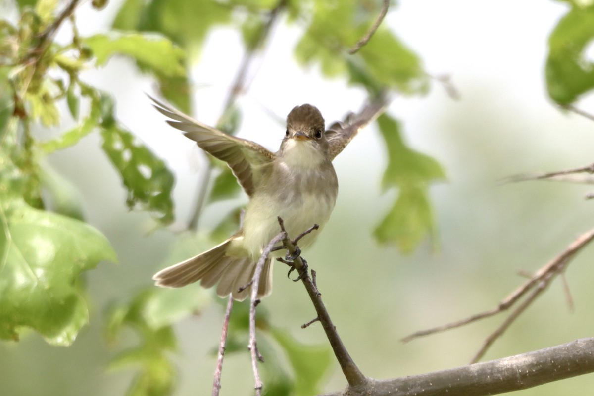 Willow Flycatcher - Tom Thaller