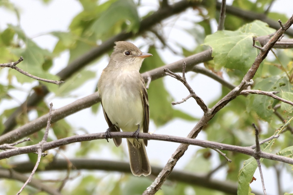 Willow Flycatcher - Tom Thaller